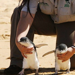 Британские туристы украли пингвина из зоопарка