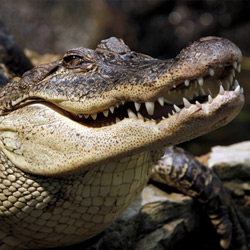 Из-за наводнения деревни Нигерии заполнили крокодилы, бегемоты и змеи из Камеруна