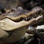 Нигерия. Из-за наводнения деревни Нигерии заполнили крокодилы, бегемоты и змеи из Камеруна